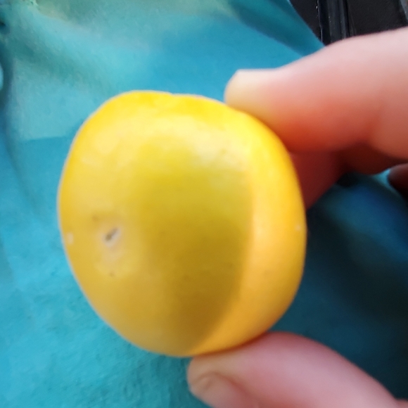 Lemon (mini) - Picture 1 of 1
